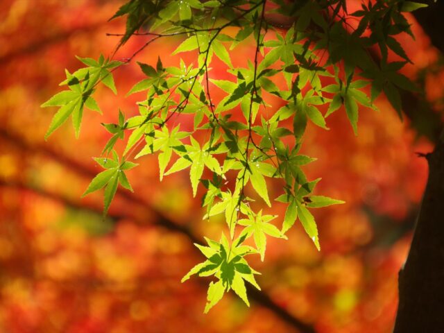 大柳川渓谷の紅葉