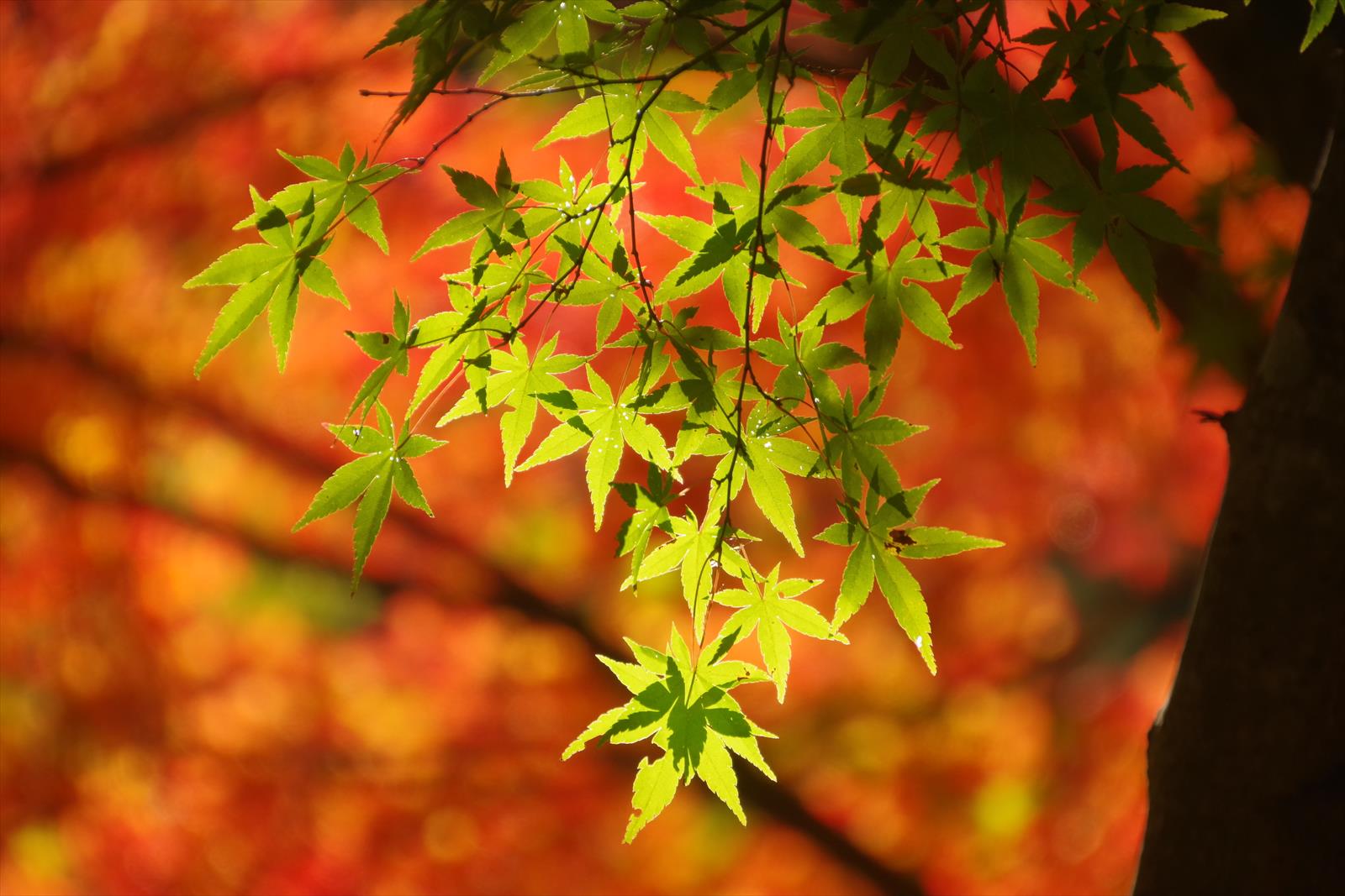 大柳川渓谷の紅葉